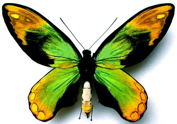 Ornithoptera victorae epiphanes  (aberration) (Internet Image property of respective owner, non-commercial use only)